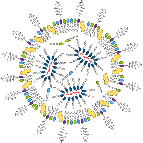 Lyposomes Lyposomes